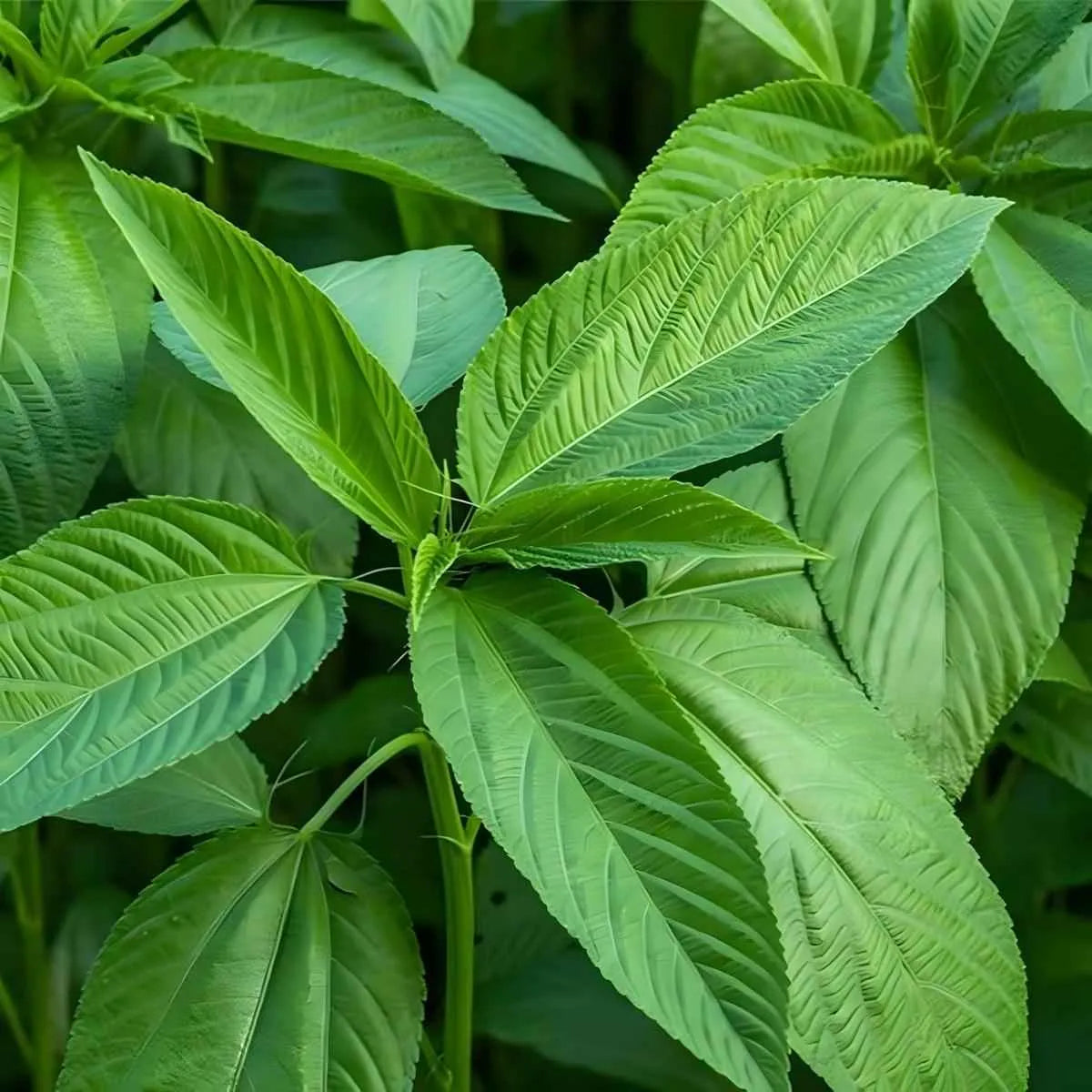 Feuilles fraîches de jute vertes prêtes à être surgelées, utilisées comme lalo ou ademe dans les plats africains riches en saveurs.